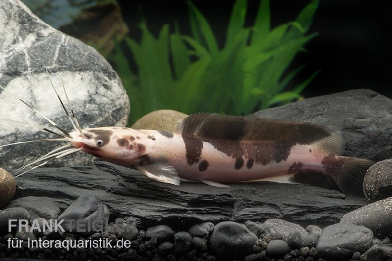 Froschwels Marmor, Clarias Batrachus 1 Froschwels Marmor, Clarias Batrachus
