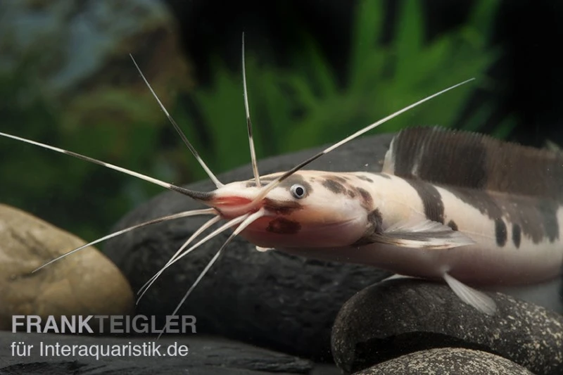 Froschwels Marmor, Clarias Batrachus 3 Froschwels Marmor, Clarias Batrachus – Bild 3
