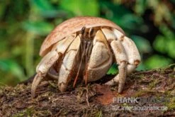 5 Kleine Landeinsiedlerkrebse, Coenobita Spec. -Bestes Reptilien Geschäft Coenobita White Tiger
