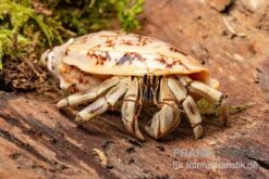 5 Kleine Landeinsiedlerkrebse, Coenobita Spec. -Bestes Reptilien Geschäft Coenobita White Tiger 8