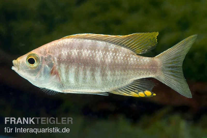 Copadichromis Virginalis Yellow Crest, DNZ 1 Copadichromis Virginalis Yellow Crest, DNZ