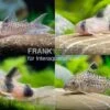 10x Panzerwels Im Mix, Corydoras Sp.