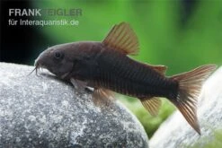 Schwarzer Metallpanzerwels, Corydoras Aeneus BLACK VENEZUELA, DNZ! -Bestes Reptilien Geschäft Corydoras aeneus BLACK VENEZUELA 6