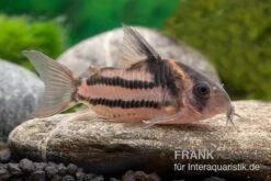 Corydoras Aff. Bifasciatus CW 127 "Super Parallelus" -Bestes Reptilien Geschäft Corydoras sp aff parallelus CW127 11
