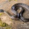 Herald-Schlange, Crotaphopeltis Hotamboeia