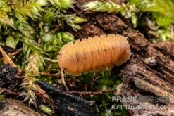 Mandarin-Assel, Cubaris Sp. “RubberduckyMandarin” -Bestes Reptilien Geschäft Cubaris sp Rubberducky Mandarin Assel