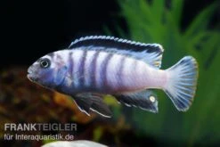 Sechsstreifen-Tilapia, Cynotilapia Afra "Jalo Reef", DNZ -Bestes Reptilien Geschäft Cynotilapia afra 2