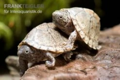 Bestseller -Bestes Reptilien Geschäft Dach Moschusschildkroete Sternotherus carinatus 2