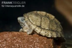 Dach-Moschusschildkröte, Sternotherus Carinatus 5 Dach-Moschusschildkröte, Sternotherus Carinatus -Bestes Reptilien Geschäft Dach Moschusschildkroete Sternotherus carinatus 3
