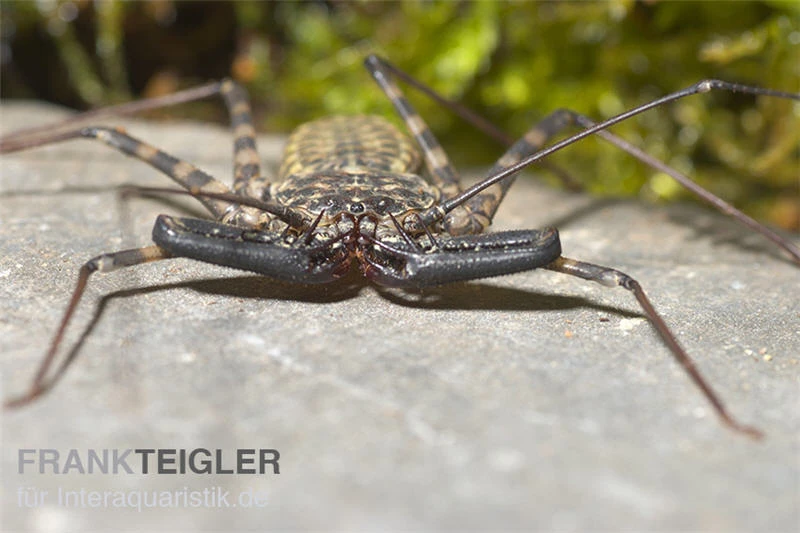 Geisselspinne, Damon Diadema 1 Geisselspinne, Damon Diadema