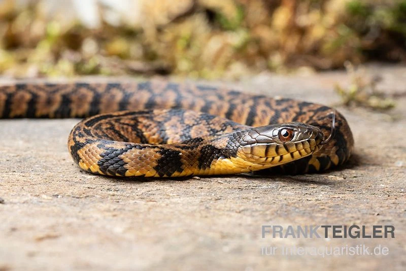 Diamant-Schwimmnatter, Nerodia Rhombifer 1 Diamant-Schwimmnatter, Nerodia Rhombifer