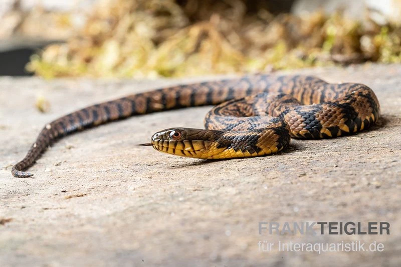 Diamant-Schwimmnatter, Nerodia Rhombifer 2 Diamant-Schwimmnatter, Nerodia Rhombifer – Bild 2