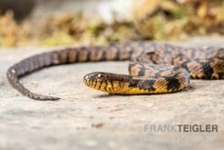 Diamant-Schwimmnatter, Nerodia Rhombifer 5 Diamant-Schwimmnatter, Nerodia Rhombifer -Bestes Reptilien Geschäft Diamant Schwimmnatter Nerodia rhombifer 3