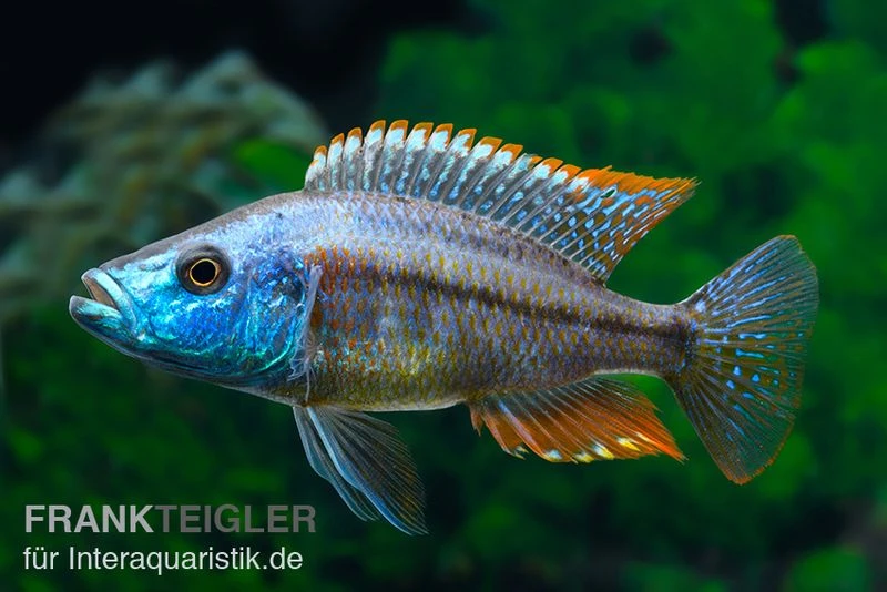 Rotbrust-Messerbuntbarsch, Dimidiochromis Strigatus, DNZ 1 Rotbrust-Messerbuntbarsch, Dimidiochromis Strigatus, DNZ
