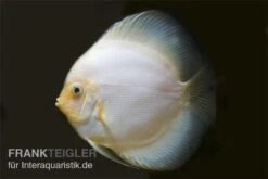 Diskusfisch ASIA-NZ, Symphysodon Discus White Diamond -Bestes Reptilien Geschäft Diskus weiss