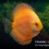 Diskusfisch ASIA-NZ, Symphysodon Discus Gold Master (Siam Gold)