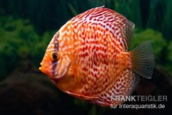 Diskusfisch ASIA-NZ, Symphysodon Discus Red Dragon