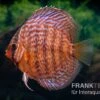 Diskusfisch ASIA-NZ, Symphysodon Discus Snake Skin