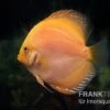 Diskusfisch ASIA-NZ, Symphysodon Discus Yellow & White Daimond