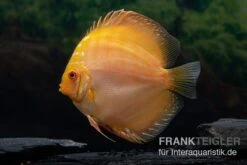 Diskusfisch ASIA-NZ, Symphysodon Discus Gold Pigeon Snake