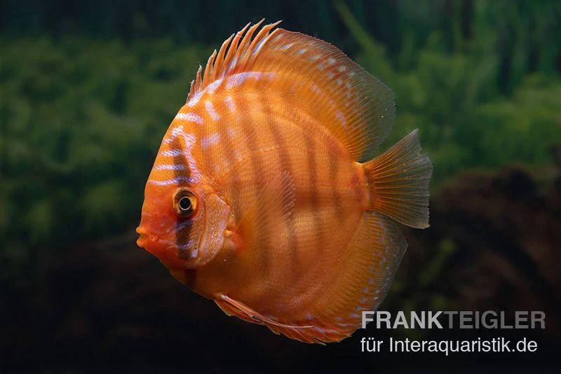Diskusfisch ASIA-NZ, Symphysodon Discus Super Red Brown 1 Diskusfisch ASIA-NZ, Symphysodon Discus Super Red Brown