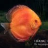 Diskusfisch ASIA-NZ, Symphysodon Discus Super Red Pigeon Blood
