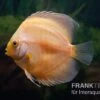 Diskusfisch ASIA-NZ, Symphysodon Discus Golden Panda
