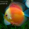 Diskusfisch ASIA-NZ, Symphysodon Discus Red Doll (Red Melon)
