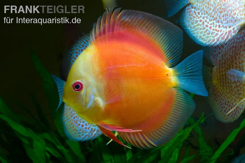 Diskusfisch ASIA-NZ, Symphysodon Discus Red Doll (Red Melon) 1 Diskusfisch ASIA-NZ, Symphysodon Discus Red Doll (Red Melon)