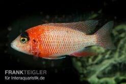 Drachenblut-Kaiserbuntbarsch, Aulonocara Spec. Dragon Blood -Bestes Reptilien Geschäft Drachenblut Kaiserbuntbarsch Aulonocara spec Dragon Blood 2