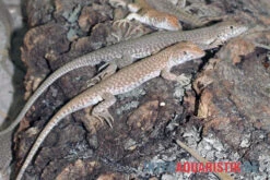 Dumérils Fransenfingereidechse, Acanthodactylus Scutellatus -Bestes Reptilien Geschäft Dumerils Fransenfingereidechse Acanthodactylus scutellatus 3