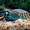 Dunkelblauer Krebs Variante II, Cherax Sp. "Blue Moon Type II"
