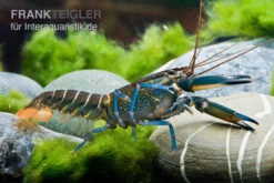 Dunkelblauer Krebs Variante II, Cherax Sp. "Blue Moon Type II" -Bestes Reptilien Geschäft Dunkelblauer Krebs Variante II Cherax sp Blue Moon Type II 5