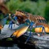 Dunkelblauer Krebs Variante III, Cherax Sp. "Blue Moon Type III"