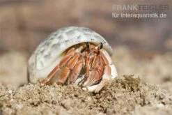 5 Kleine Landeinsiedlerkrebse, Coenobita Spec. -Bestes Reptilien Geschäft Einsiedlerkrebs 2 1