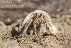 5 Kleine Landeinsiedlerkrebse, Coenobita Spec. -Bestes Reptilien Geschäft Einsiedlerkrebs 3 1