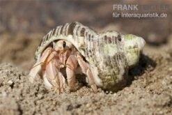 5 Kleine Landeinsiedlerkrebse, Coenobita Spec. -Bestes Reptilien Geschäft Einsiedlerkrebs 3