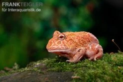Erdbeer-Pacman-Frog, Ceratophrys Cranwelli Strawberry -Bestes Reptilien Geschäft Erdbeer Pacman Frog Ceratophrys cranwelli strawberry 03