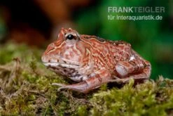 Fantasy Pacman Frog Rot, Ceratophrys Cornuta X Ceratophrys Cranwelli