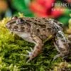 Südostasiatischer Reisfrosch, Fejervarya Limnocharis