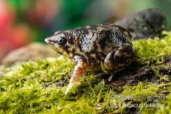 Ferkelfrosch, Hemisus Marmoratus -Bestes Reptilien Geschäft Ferkelfrosch Hemisus marmoratus neu 3