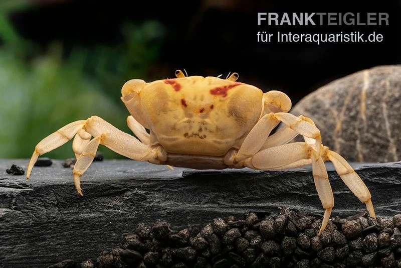 Fire-Crab, Holthuisana Cf. Lipkei 1 Fire-Crab, Holthuisana Cf. Lipkei