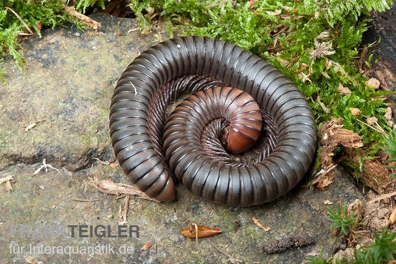 Firehead-Millipede, Spirostreptus Servatius 1 Firehead-Millipede, Spirostreptus Servatius