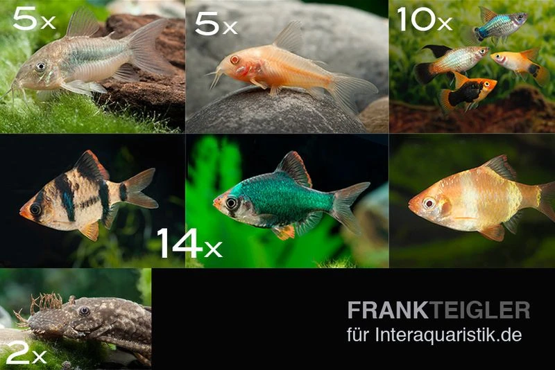 Zierfisch-Sortiment Hartwasser Für 120 Cm 1 Zierfisch-Sortiment Hartwasser Für 120 Cm