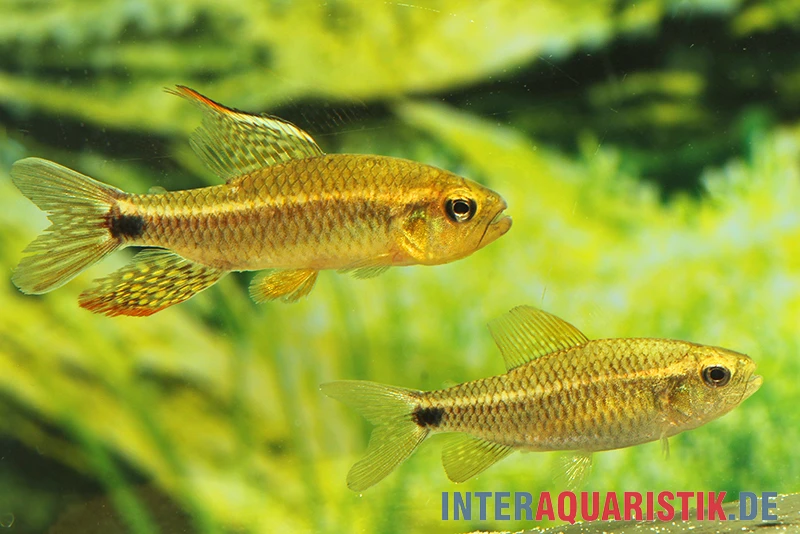 Fleckenschwanzsalmler, Crenuchus Spilurus 1 Fleckenschwanzsalmler, Crenuchus Spilurus