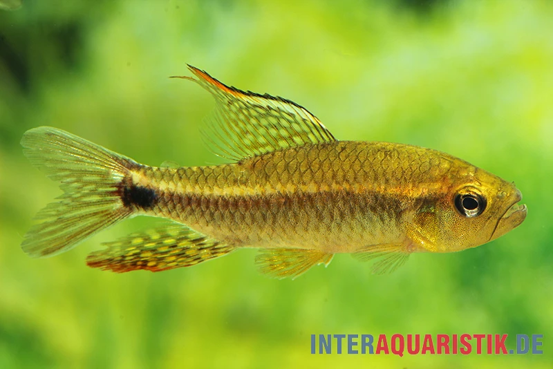 Fleckenschwanzsalmler, Crenuchus Spilurus 2 Fleckenschwanzsalmler, Crenuchus Spilurus – Bild 2
