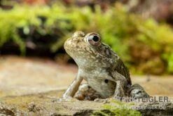 Flussfrosch, Rana Heckscheri -Bestes Reptilien Geschäft Flussfrosch Rana heckscheri 3