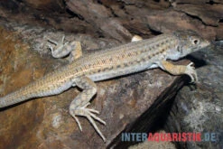 Franseneidechse, Acanthodactylus Boskianus -Bestes Reptilien Geschäft Franseneidechse Acanthodactylus boskianus 3