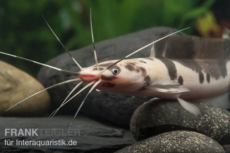 Froschwels Marmor, Clarias Batrachus 2 Froschwels Marmor, Clarias Batrachus – Bild 2