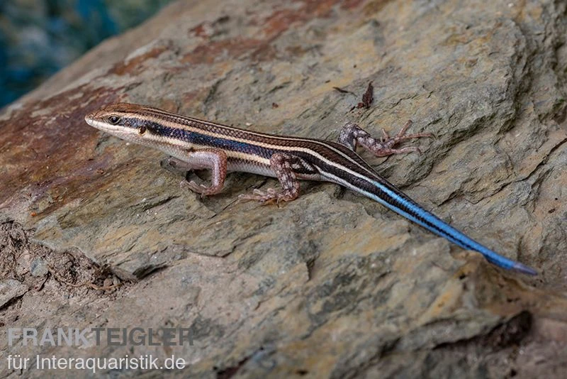 Fünfstreifenskink, Trachylepis Quinquetaeniata 1 Fünfstreifenskink, Trachylepis Quinquetaeniata